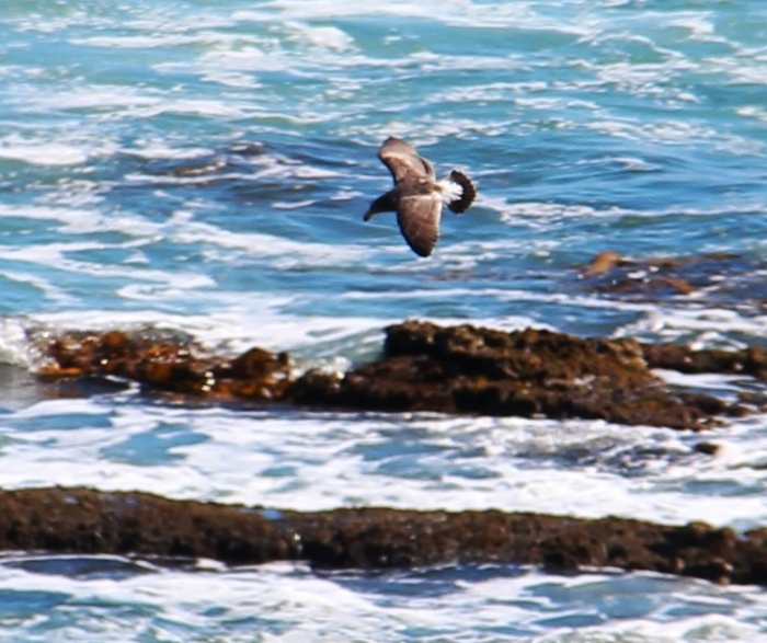 Juvenile Pacific Gull
