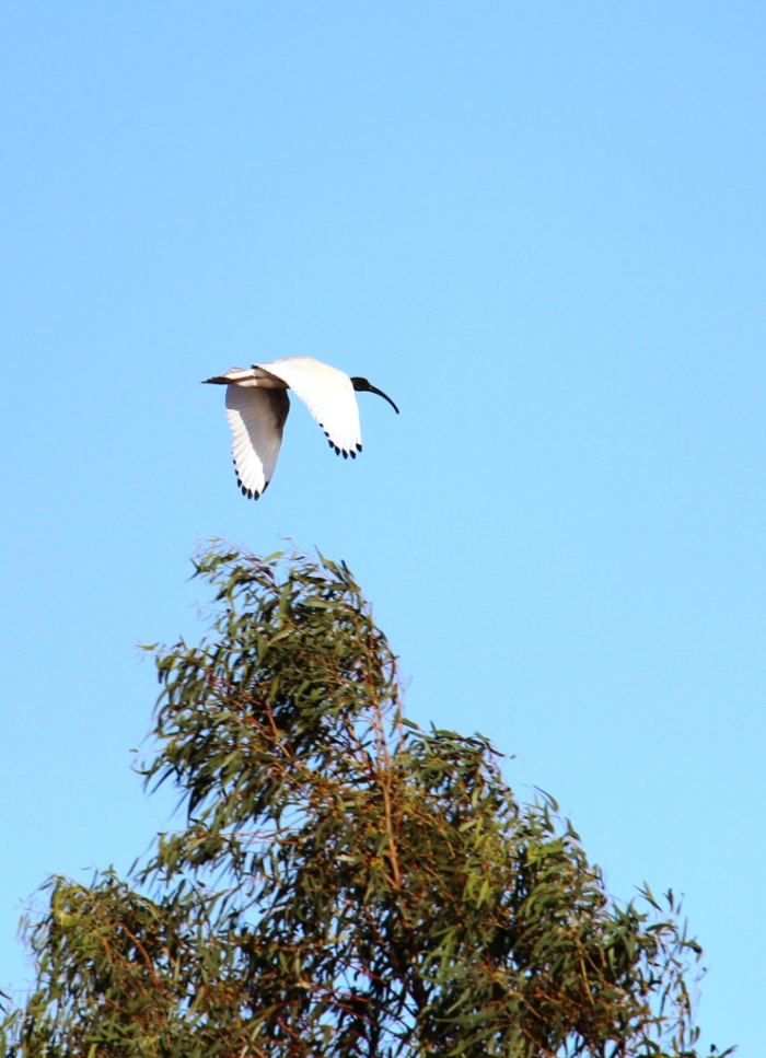 Austalian White Ibis