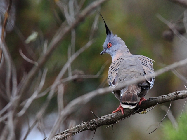 Fig. 19. Crested Pigeon